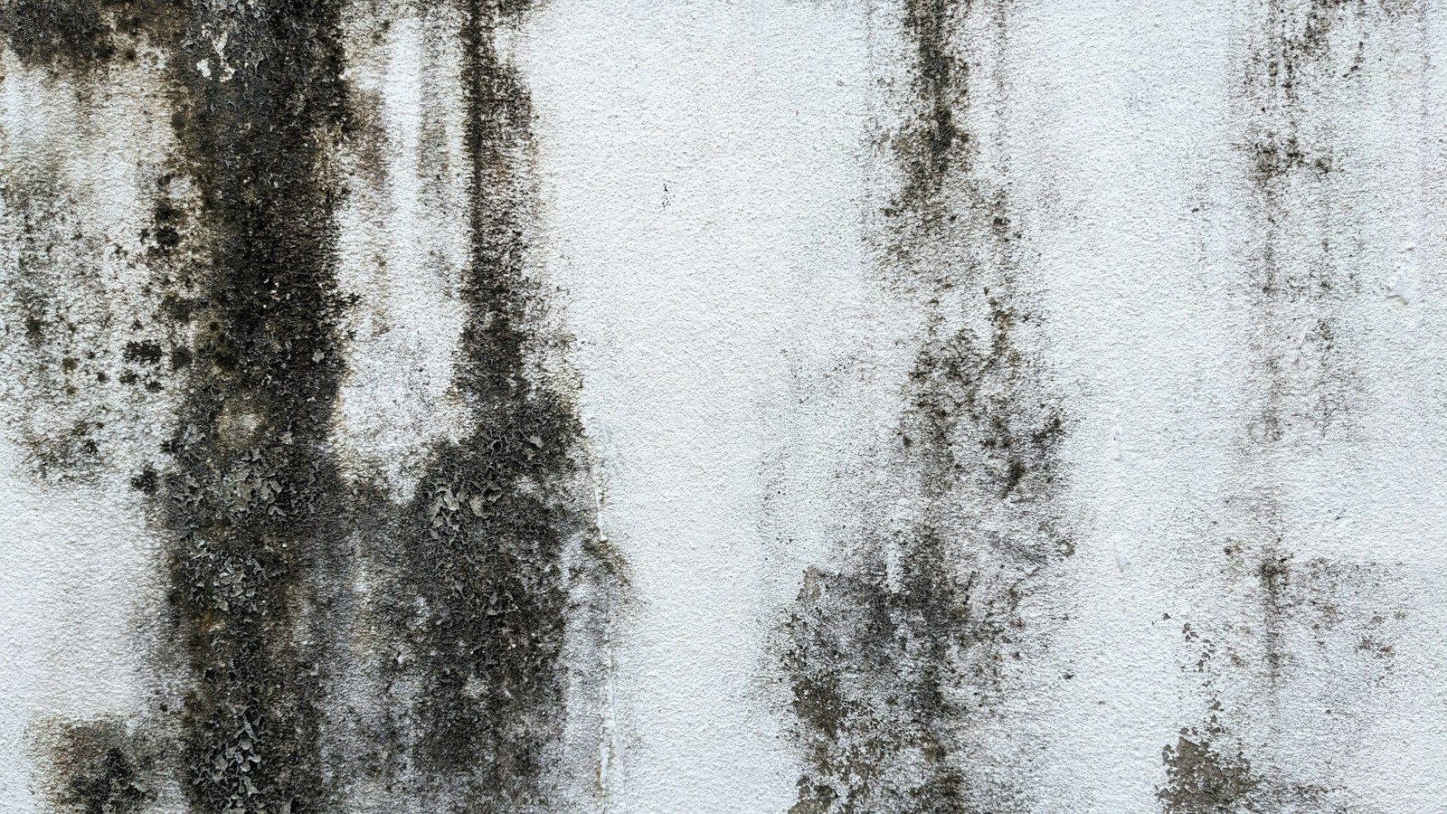 Mold on drywall